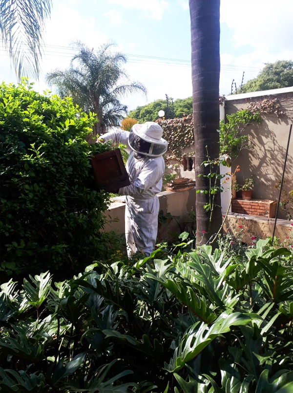 professional bee removers from colonoes at ground level