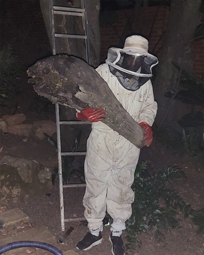 Bee Relocation Gauteng