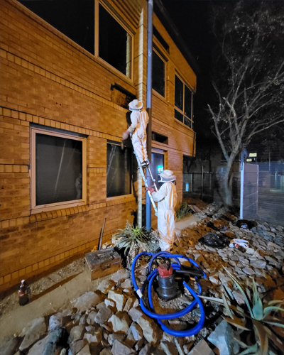 High Structure Bee Removal Gauteng