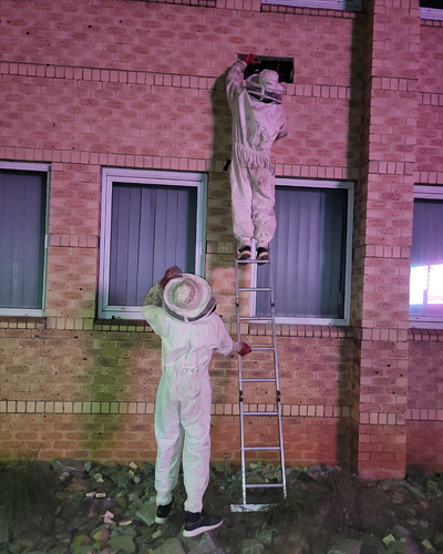 Bee Removal in Pretoria