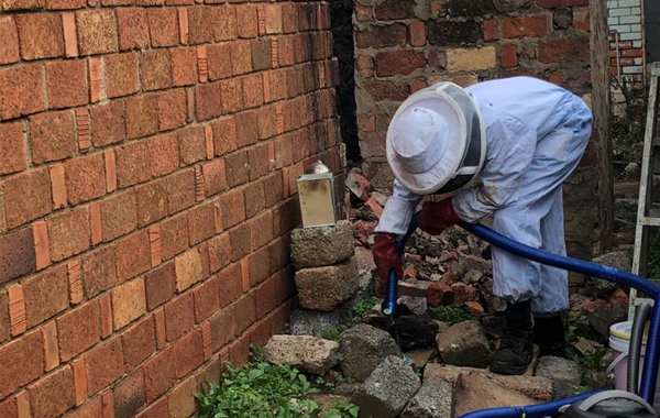 Ground Level Bee Removal