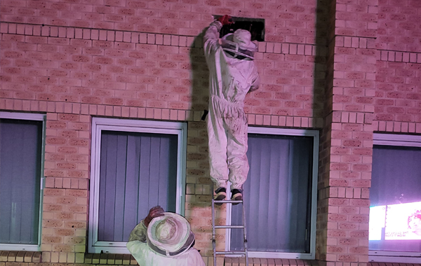 High Structure Bee Removal