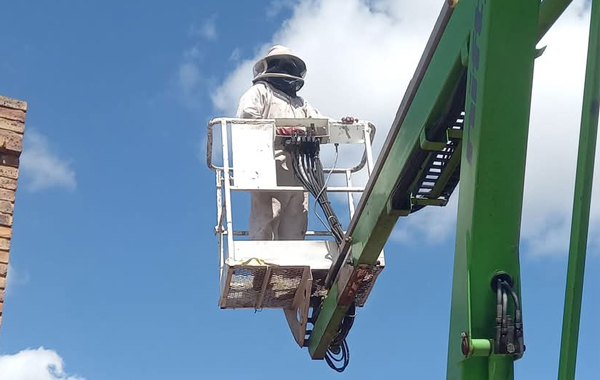 Very High Structure Bee Removal