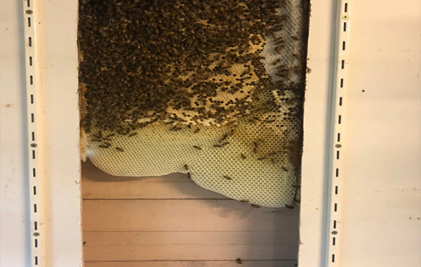Wall and Roof Bee Removal